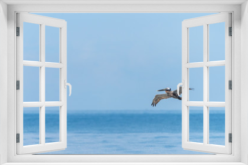 Fototapeta Naklejka Na Ścianę Okno 3D - Brown Pelican (Pelecanus occidentalis)