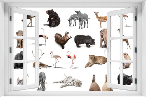 Fototapeta Naklejka Na Ścianę Okno 3D - big set of wild animals isolated on white background