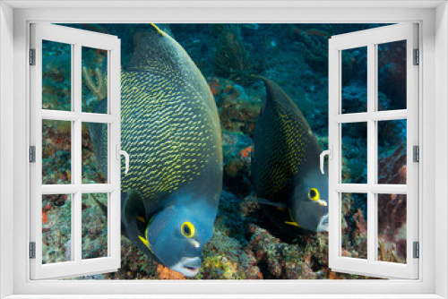 Fototapeta Naklejka Na Ścianę Okno 3D - Pair of French Angelfish on a reef.