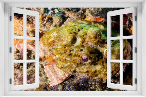 Fototapeta Naklejka Na Ścianę Okno 3D - Scorpionfish, Palm Beach County Florida