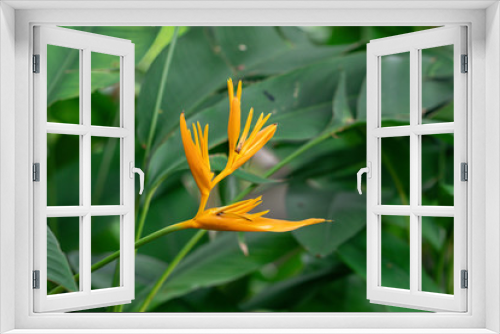 Fototapeta Naklejka Na Ścianę Okno 3D - Heliconia is a genus of flowering plants in the family Heliconiaceae. Common names for the genus include lobster-claws, toucan peak, wild plantains or false bird-of-paradise.