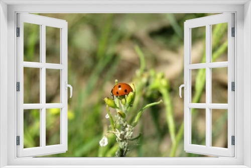 Fototapeta Naklejka Na Ścianę Okno 3D - Ladybug on plant in the meadow on natural green background