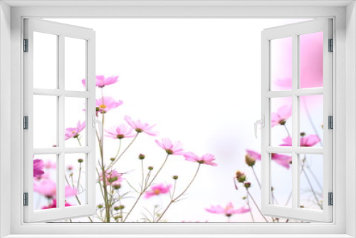 Fototapeta Naklejka Na Ścianę Okno 3D - コピースペースのある白い空の背景とピンクのコスモスの花