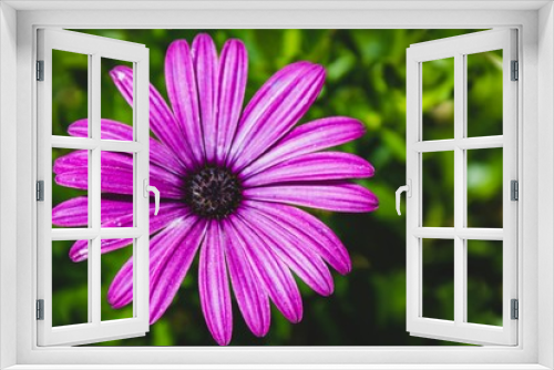 Fototapeta Naklejka Na Ścianę Okno 3D - Purple flower on a summer day. Natural light. Close up macro view.