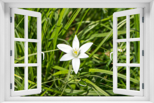 Fototapeta Naklejka Na Ścianę Okno 3D - Hionodoksa flower on a grass background