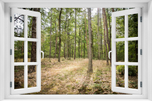 Fototapeta Naklejka Na Ścianę Okno 3D - Zvole forest