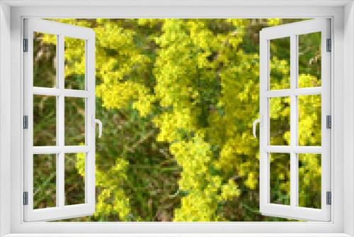 Fototapeta Naklejka Na Ścianę Okno 3D - The blossoming bedstraw yellow (Galium verum L.)