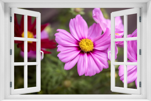 Fototapeta Naklejka Na Ścianę Okno 3D - Blumenwiese, pink, rot, dunkelrot