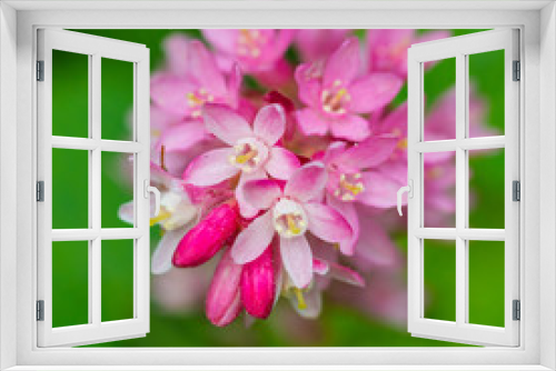 Fototapeta Naklejka Na Ścianę Okno 3D - Flowering Currant