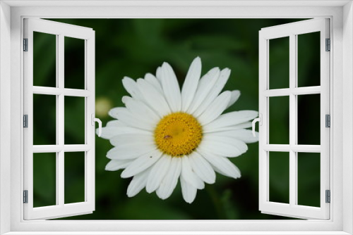 Fototapeta Naklejka Na Ścianę Okno 3D - White Daisy Isolated in Garden