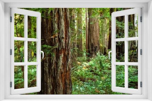 Fototapeta Naklejka Na Ścianę Okno 3D - Moss on Trunk in Redwood Forest