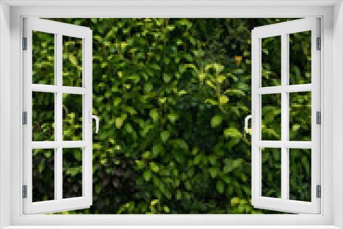Fototapeta Naklejka Na Ścianę Okno 3D - Green wall, eco friendly vertical garden Leaves backgound