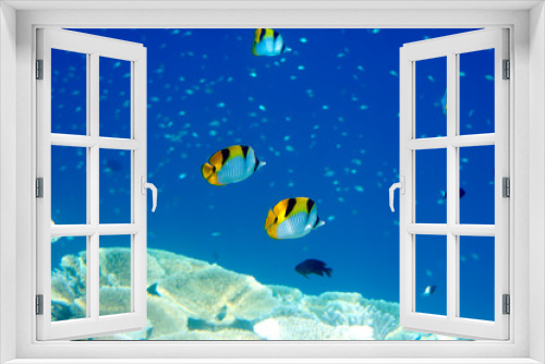 Fototapeta Naklejka Na Ścianę Okno 3D - Fishes in corals. Maldives. Indian ocean.