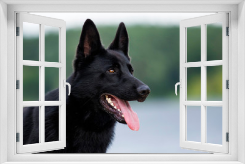 Fototapeta Naklejka Na Ścianę Okno 3D - portrait dog black german sitting