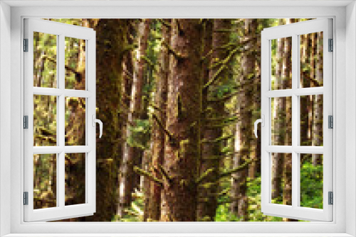 Fototapeta Naklejka Na Ścianę Okno 3D - Moss-Covered Branches in Sitka Spruce Forest