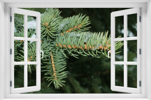 Fototapeta Naklejka Na Ścianę Okno 3D - fir tree branch