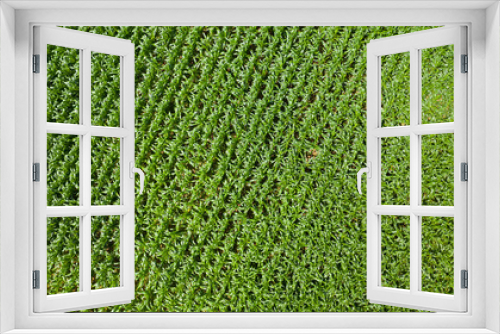 Fototapeta Naklejka Na Ścianę Okno 3D - Top view of corn fields