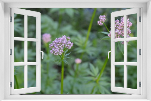 Fototapeta Naklejka Na Ścianę Okno 3D - Kozłek lekarski, waleriana, kwitnące rośliny w naturalnym środowisku, Valeriana officinalis