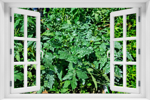 Fototapeta Naklejka Na Ścianę Okno 3D - Seedlings of tomato