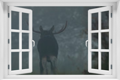 Fototapeta Naklejka Na Ścianę Okno 3D - Moose bull (Alces alces) in the mist