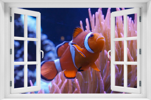 Fototapeta Naklejka Na Ścianę Okno 3D - close up tracking shot of an orange and white clownfish