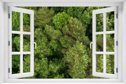Fototapeta Naklejka Na Ścianę Okno 3D - Forest on top.