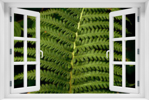 Fototapeta Naklejka Na Ścianę Okno 3D - close up green fern leaf texture