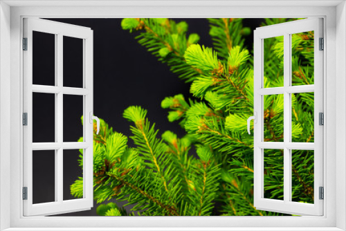 Fototapeta Naklejka Na Ścianę Okno 3D - green conifer branches on a dark background christmas background