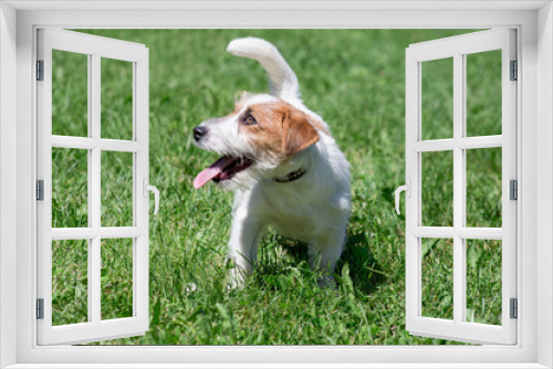 Fototapeta Naklejka Na Ścianę Okno 3D - Cute jack russell terrier puppy is standing in a green grass. Pet animals.