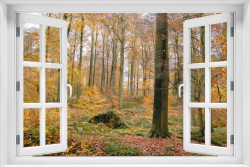 Fototapeta Naklejka Na Ścianę Okno 3D - Autumnal landscape in Sonian Forest, Belgium