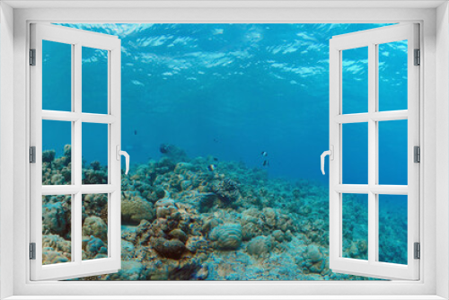 Fototapeta Naklejka Na Ścianę Okno 3D - Underwater Panorama of Tropical Reef