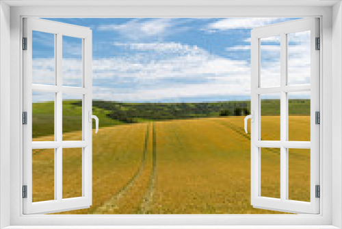 Fototapeta Naklejka Na Ścianę Okno 3D - Golden wheat fields in Sussex on a sunny summers day