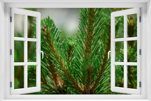 Fototapeta Naklejka Na Ścianę Okno 3D - Young coniferous branches on a blurred background.
