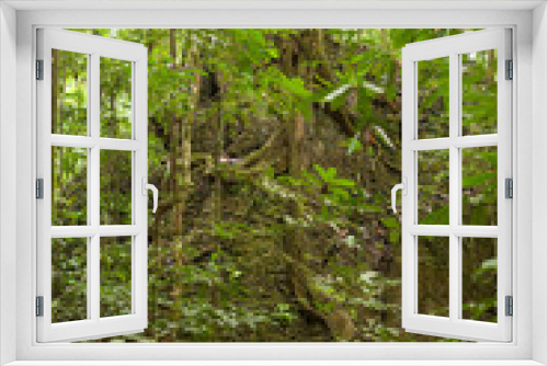 Fototapeta Naklejka Na Ścianę Okno 3D - Lush rainforest at Borneo Malaysia nature