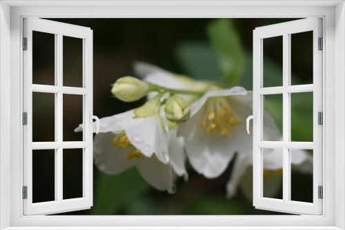 Fototapeta Naklejka Na Ścianę Okno 3D - Kwitnący jaśminowiec