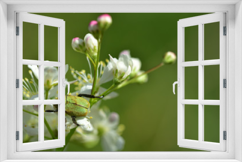 Fototapeta Naklejka Na Ścianę Okno 3D - Kleiner grüner Käfer klettert auf weißen Blumen im Freien