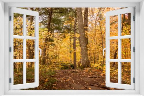 Fototapeta Naklejka Na Ścianę Okno 3D - Yellow Autumn Colors in Forest