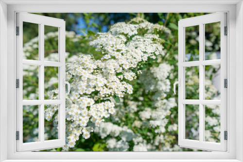 Fototapeta Naklejka Na Ścianę Okno 3D - photo of white flowers on a bush in a garder