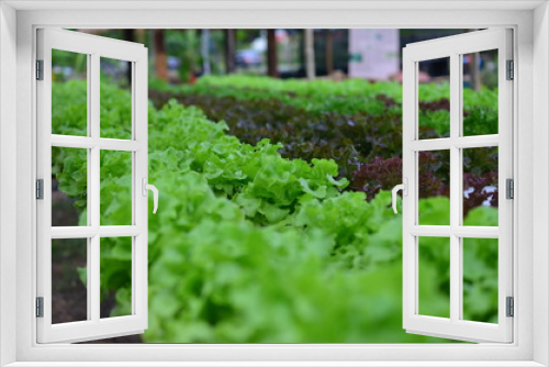 Fototapeta Naklejka Na Ścianę Okno 3D - Vegetables lettuce