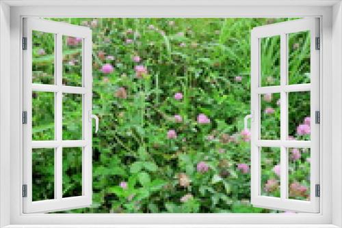 Fototapeta Naklejka Na Ścianę Okno 3D - 赤詰め草咲く夏の郊外の野原風景