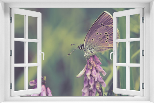 Fototapeta Naklejka Na Ścianę Okno 3D - Butterfly on a spring meadow in the sunshine. Toned image.