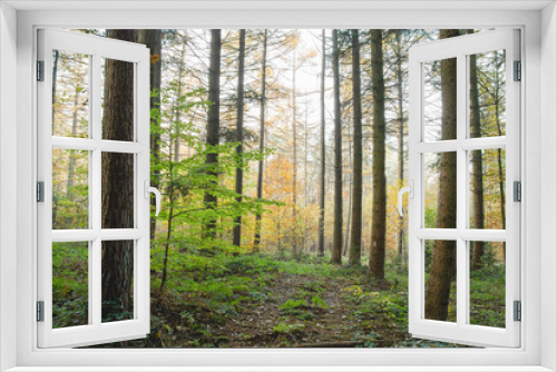 Fototapeta Naklejka Na Ścianę Okno 3D - Autumnal landscape in mixed woodland