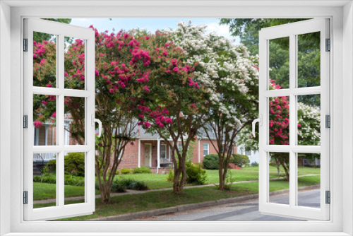 Fototapeta Naklejka Na Ścianę Okno 3D - Red and white crepe myrtle trees on residential neighborhood street. Crape or crepe myrtles are chiefly known for their colorful and long-lasting flowers which occur in summer.