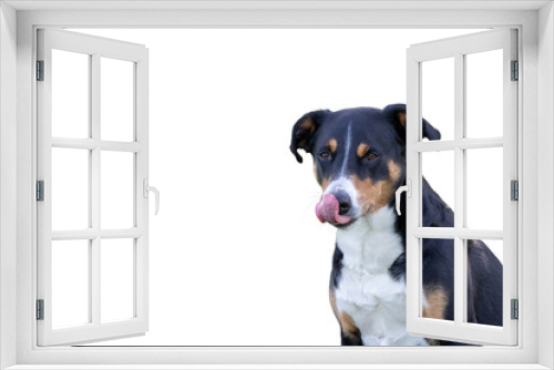 Fototapeta Naklejka Na Ścianę Okno 3D - Adorable Dog Licking His Lips, white Background