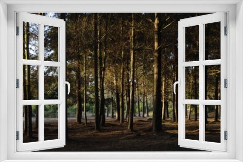 Fototapeta Naklejka Na Ścianę Okno 3D - Forest 