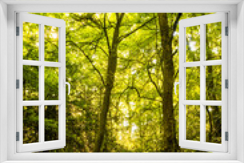Fototapeta Naklejka Na Ścianę Okno 3D - Beautiful rays of sunlight shining through green foliage in a calm woodland.  (Epping Forest, London, United Kingdom)