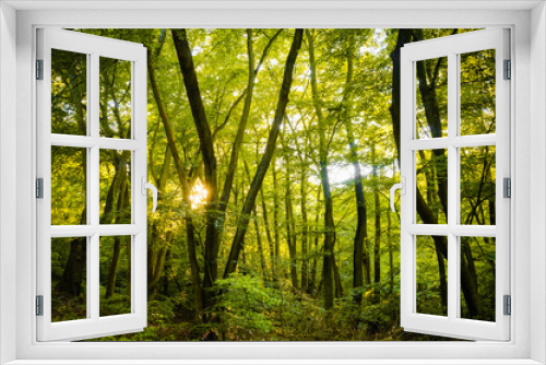 Fototapeta Naklejka Na Ścianę Okno 3D - Beautiful rays of sunlight shining through green foliage in a calm woodland.  (Epping Forest, London, United Kingdom)