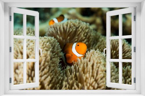 Fototapeta Naklejka Na Ścianę Okno 3D - Clownfish lives in sea anemone