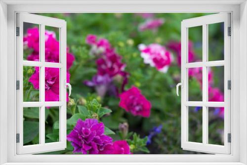 Fototapeta Naklejka Na Ścianę Okno 3D -  petunia flowers