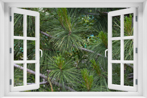 Fototapeta Naklejka Na Ścianę Okno 3D - Christmas tree branches